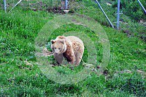 BEAR SANCTUARY near Prishtina for all of KosovoÃ¢â¬â¢s privately kept brown bears.